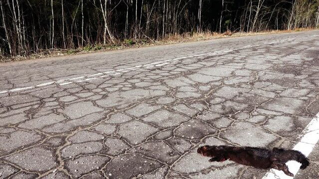 Mammals as victims of cars on roads. American mink (Mustela vison) hit by car on forest road