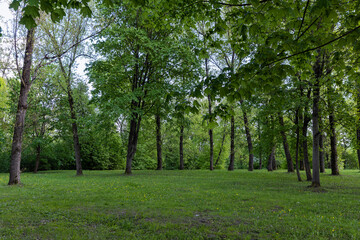 deciduous trees in the park in cloudy spring weather