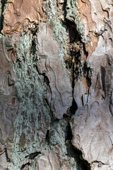 details of the trunk of an old pine with bark of brown shades