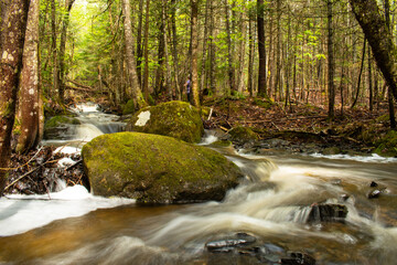 river in the forest