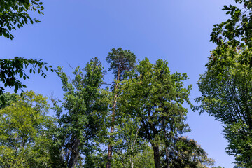 Trees in a mixed forest in summer