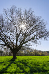 Fototapeta premium lonely growing oak without foliage in early spring