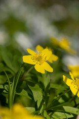 the first spring flowers of anemone are yellow in a mixed forest