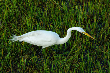 A great egret hunts for food amidst tall marsh grasses, pressing down the grass with one foot.