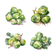 Brussels sprouts watercolor paint
