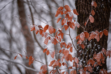 Brown beech leaves in the winter season. Fagus sylvatica tree on a snowy day