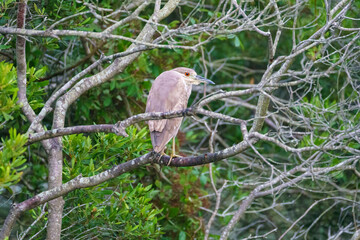 A juvenile black-crowned night-heron with distinctive red eye perches on a branch at Assateague