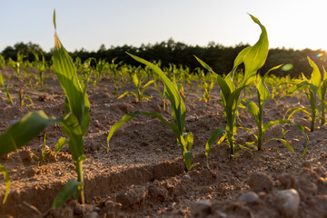 illuminated by orange sunlight green corn sprouts at sunset