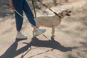 Close-up of female legs with tactile cane and guide dog outdoors. 