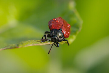 ladybug close up in the morning light