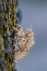 cicada moult close up in morning light