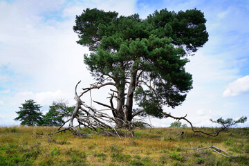 Die Westruper Heide am Haltern am See im Münsterland, NRW