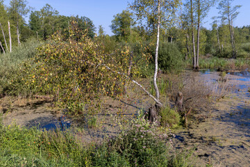 Swampy terrain with plants in summer