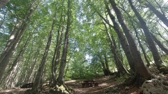 sottobosco, alberi mossi dal vento, 4k