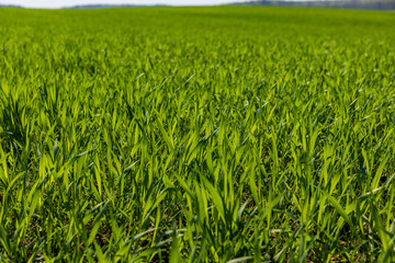 a field with green wheat sprouts in the spring season