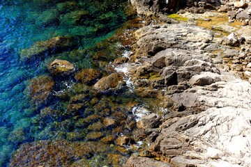 Clear Blue Water Adriatic Sea coastline view with tree, agave, plant and stone in front, Dubrovnik, Croatia