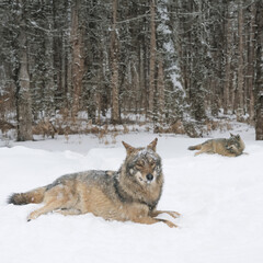  two gray wolf lies in the snow on the background of the forest