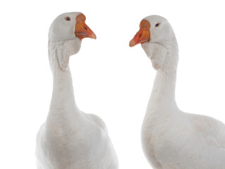 two portrait white goose isolated on white background