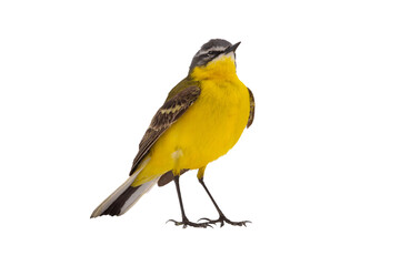 Western Yellow Wagtail isolated on white background