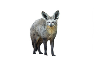 bat eared fox isolated on white background