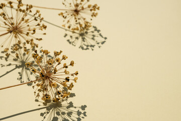 Obraz na płótnie Canvas Dry wild flowers faced on beige background. Minimalist decoration concept. Side view, place for text copy space. Banner. 