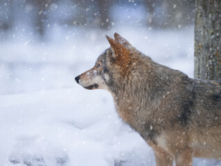 portrait of a gray wolf covered with ice in winter in the forest