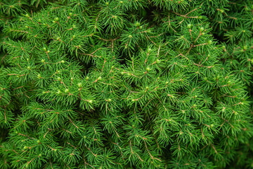 Natural green background with fir branches, coniferous tree close-up.