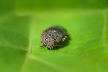 Jewel Beetle (Iridotaenia igneiceps, Buprestidae) on green leaves habitat.