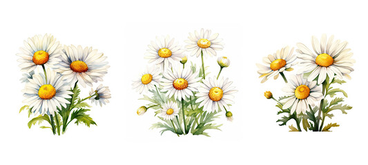 Fototapeta na wymiar chamomile daisy flowers watercolor ai generated