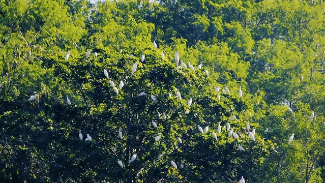 A lot of Indian Cattle Egrets (Bubulcus coromandus) resting in the round crown of a tree of the rainforest. Beautiful picture of nature Sri Lanka