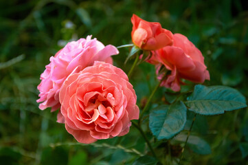 A bush of pink roses in the garden. Beauty and tenderness. Nature
