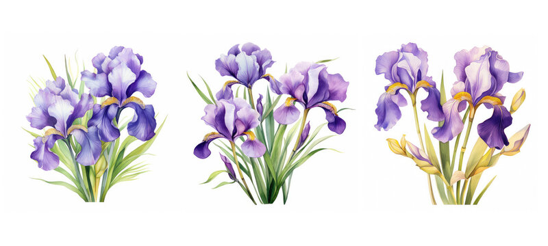 flora iris flowers watercolor ai generated