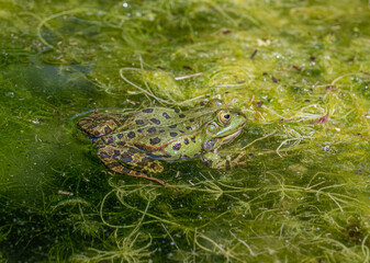  Edible frog, Pelophylax esculentus, Lower Saxony, Germany, Europe