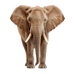 Elephant standing isolated on white background, transparent