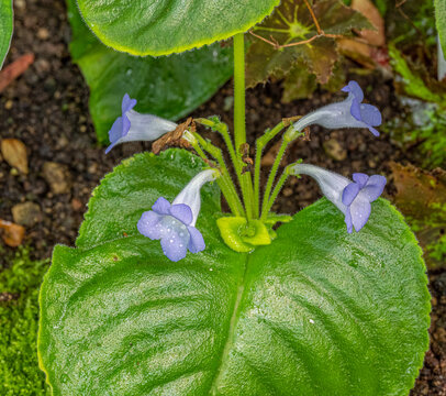 Microchirita lavandulacea, called the lavender microchirita native to southern Vietnam