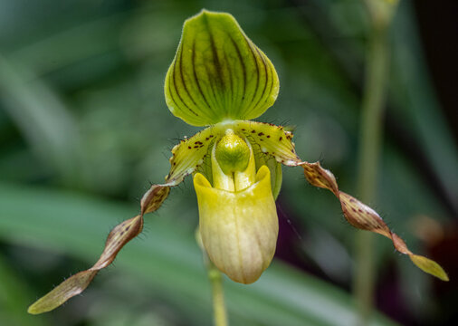 Paphiopedilum Orchid. The genus is native to Southeast Asia.