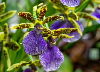 Colmanara Wildcat. Colmanara usually have thick shoots and lush green, strong foliage.