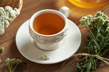 Yarrow tea in a cup with fresh blooming Achillea milefolium plant