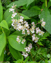 Begonia cardiocarpa beautiful flowers. Wilhelma, Stuttgart, Germany