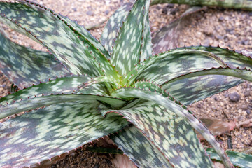 Aloe davyana (Aloe greatheadii var. davyana) . Habitat: Africa, Northern and Central Transvaal