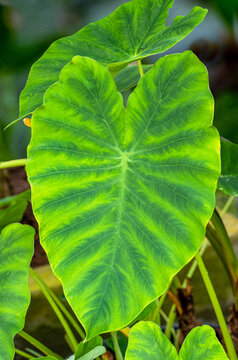 Taro, coco yam, or Eddoe (Colocasia esculenta) leaves