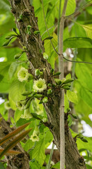 Amphitecna macrophylla, commonly known as black calabash or chaff-bush