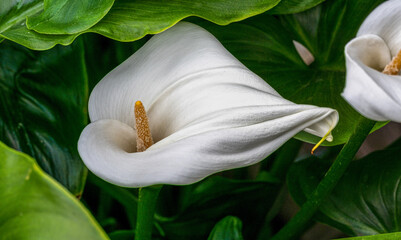 Calla lily or arum lily (Zantedeschia aethiopica), South Africa..