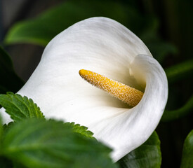 Calla lily or arum lily (Zantedeschia aethiopica), South Africa..