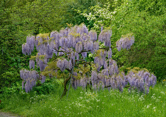 Wisteria Floribunda. Beautiful flowers of the hardy deciduous climber.