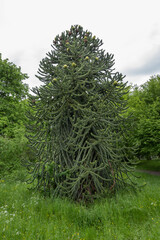Fototapeta premium Monkey tree, Araucaria araucana. Comes from the Andes in Chile, more specifically from southern Chile and northern Patagonia