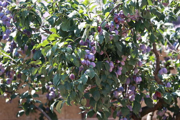 Summer ripe plums on the tree.