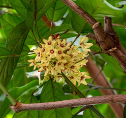 Cola tree, Cola acuminata. All colas come from sub-Saharan Africa (Central Africa, West Africa)