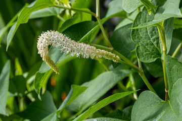 Lizard's-tail Saururus cernuus a common emersed plant. It grows into small colonies from underground runners.