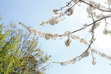 Weisse Kirschblüten auf  Baumzweigen, Blauer Himmel